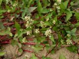 Truellum thunbergii