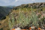 Artemisia rutifolia. Цветущее растение. Казахстан, Тянь-Шань, хр. Таласский, зап. Аксу-Джабаглы, в трещине скалы по борту каньона Аксу. 21.06.2016.