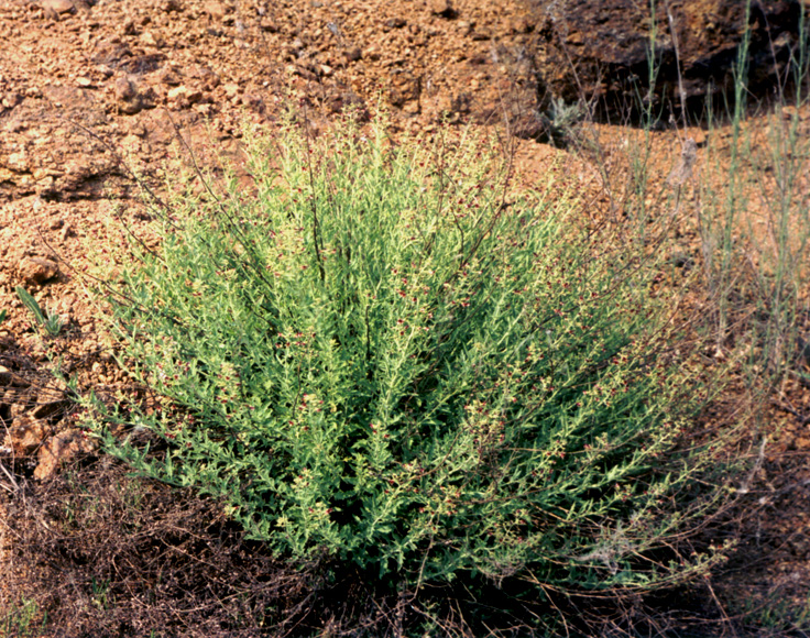 Изображение особи Scrophularia granitica.