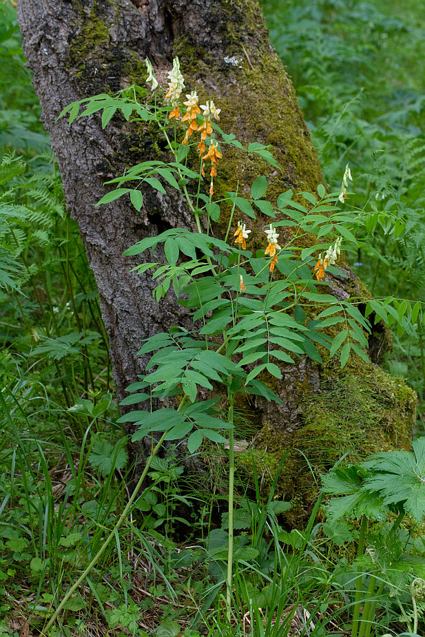 Image of Lathyrus gmelinii specimen.
