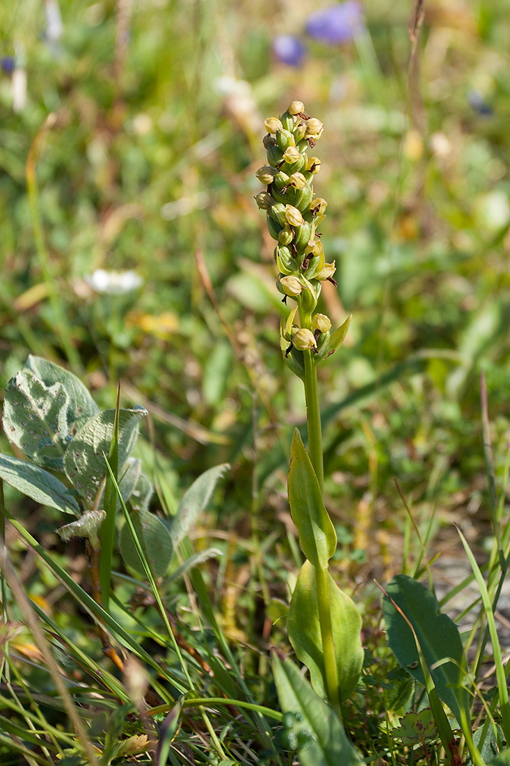 Image of Dactylorhiza viridis specimen.