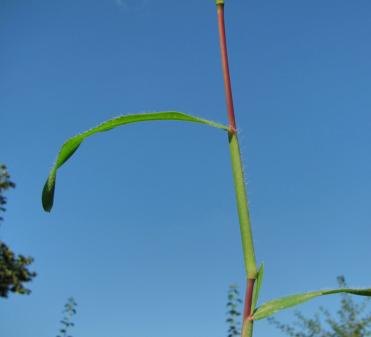 Изображение особи Digitaria sanguinalis.