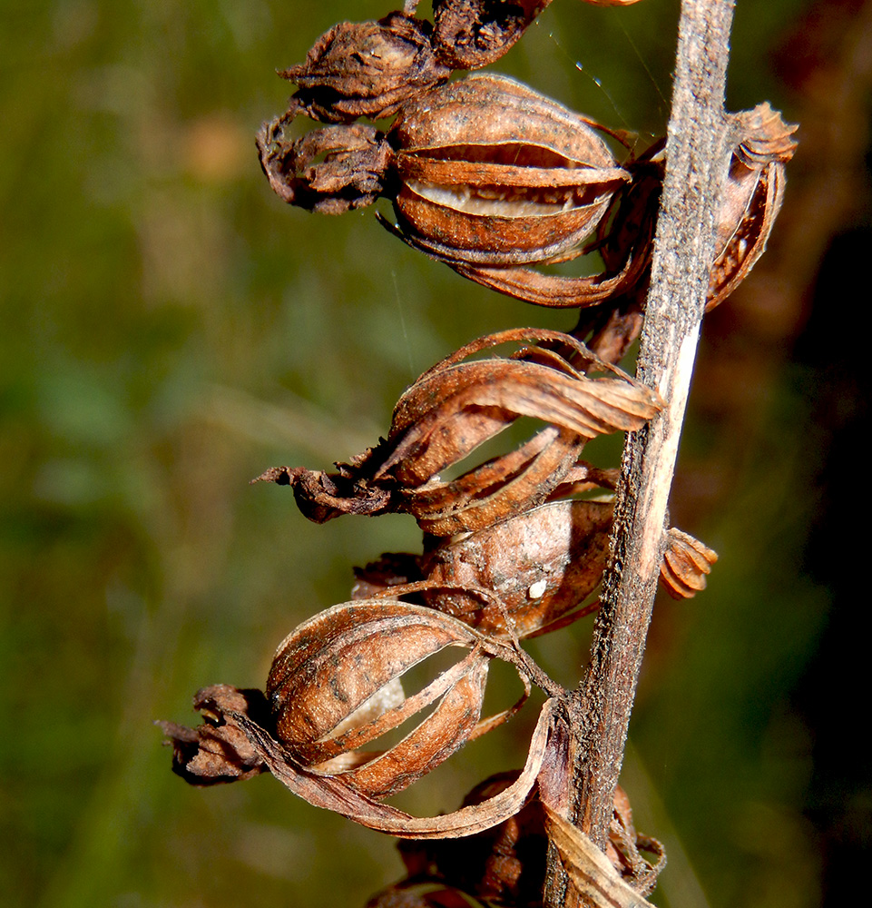 Image of Epipactis helleborine specimen.