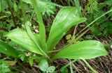 Orchis spitzelii