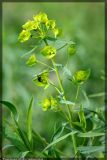 Image of taxon representative. Author is Вадим Прохоров