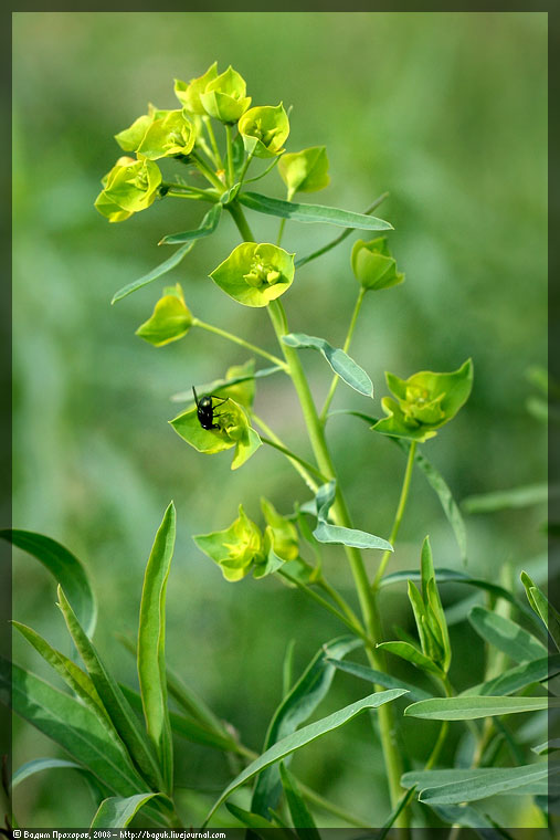 Изображение особи Euphorbia virgata.