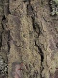 genus Hypocenomyce. Талломы. Окр. Архангельска, лес, на стволе Pinus sylvestris. 12.04.2010.