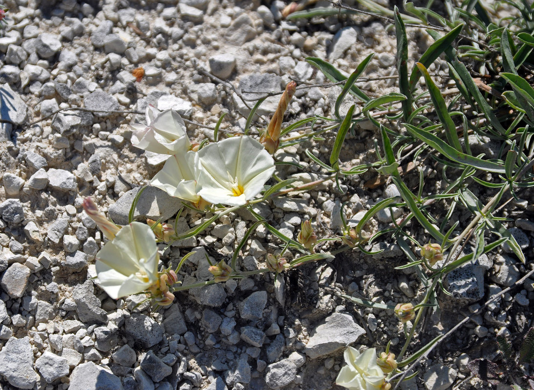 Изображение особи Convolvulus holosericeus.