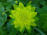 Euphorbia pilosa. Верхушка расцветающего растения. Республика Алтай, Усть-Коксинский р-н, Теректинский хребет, южный склон горы Алтайка. Высота 1700 м н.у.м. 13.06.2016.
