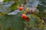 Crataegus