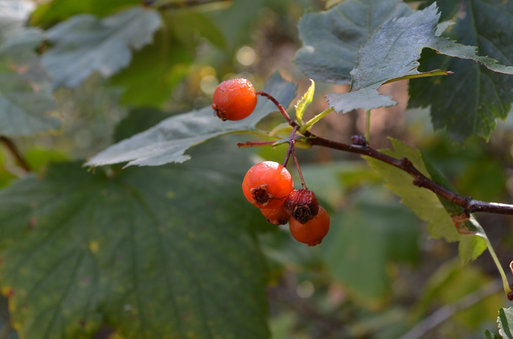 Изображение особи род Crataegus.