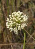 Allium flavescens