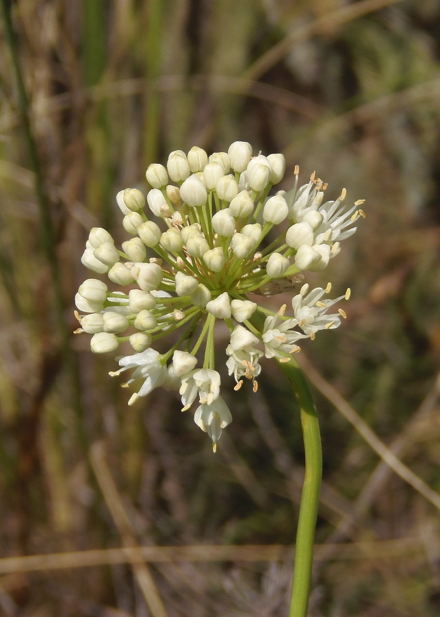 Image of Allium flavescens specimen.