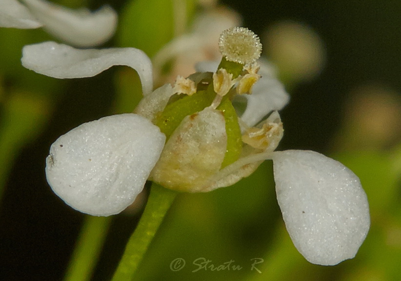 Image of Cardaria draba specimen.