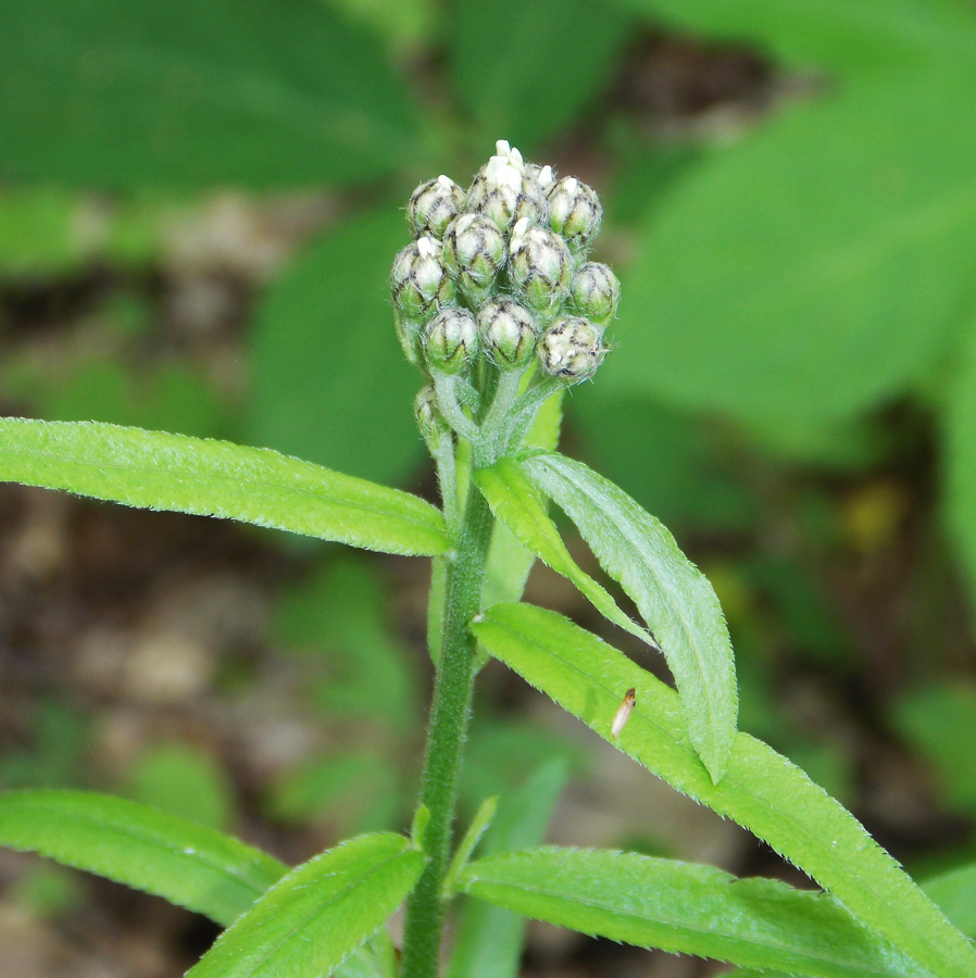 Image of Achillea biserrata specimen.