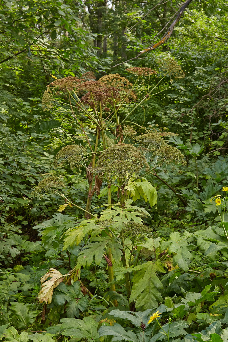 Изображение особи Heracleum mantegazzianum.