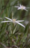 Ornithogalum woronowii
