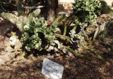 Euphorbia lactea. Вегетирующее растение (var. Cristata) в сообществе с Hildewintera aureispina. Австралия, Новый Южный Уэльс, пос. Лайтнинг Ридж, питомник кактусов, основанный в 1966 г. Джоном и Элизабет Беван (Bevan). 14.09.2009.