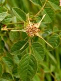 genus Rosa. Верхушка побега с незрелым плодом. Украина, Запорожская обл., Розовский р-н, буферная зона заповедника Каменные могилы, степь. 08.06.2016.