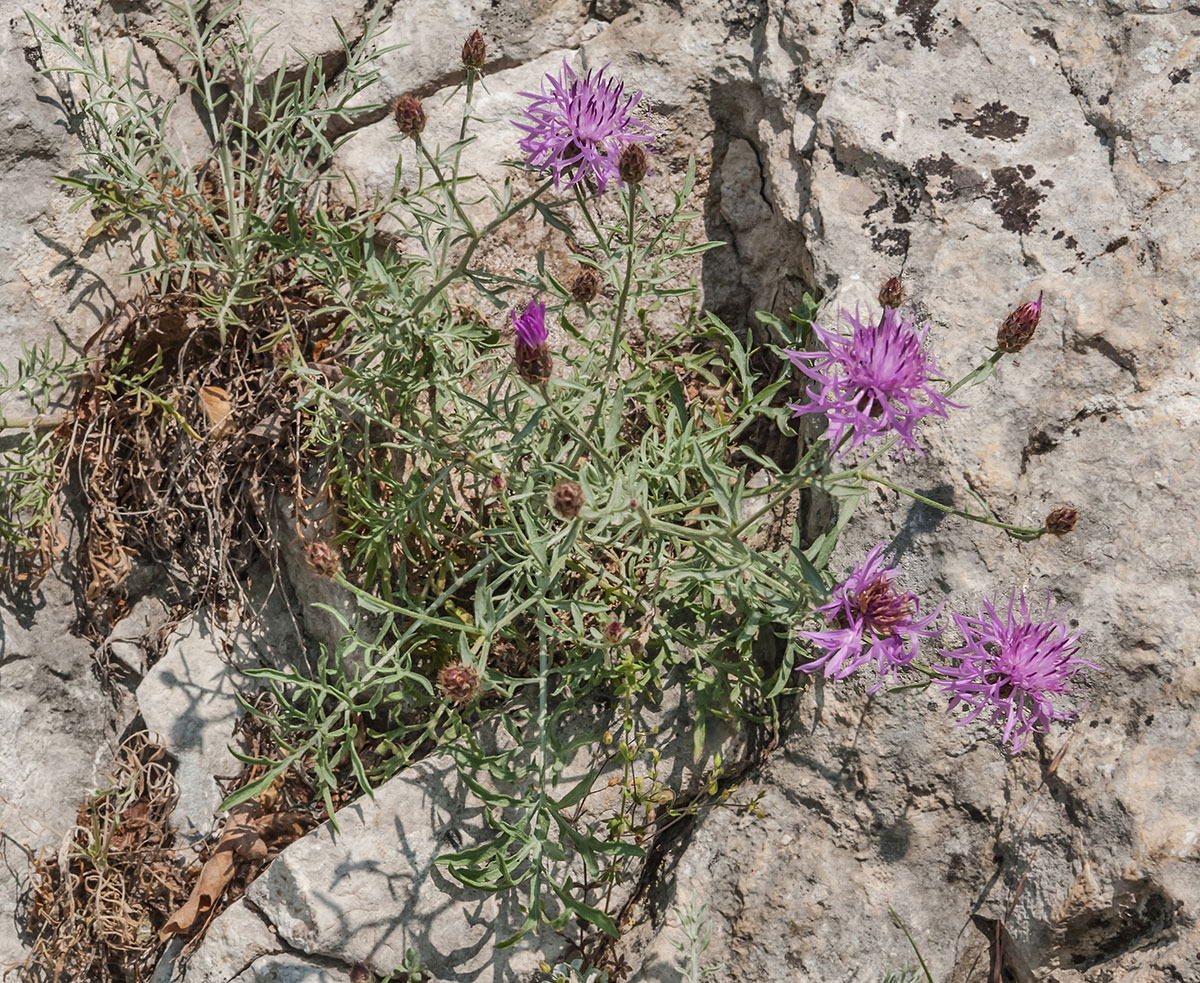 Изображение особи Centaurea &times; comperiana.