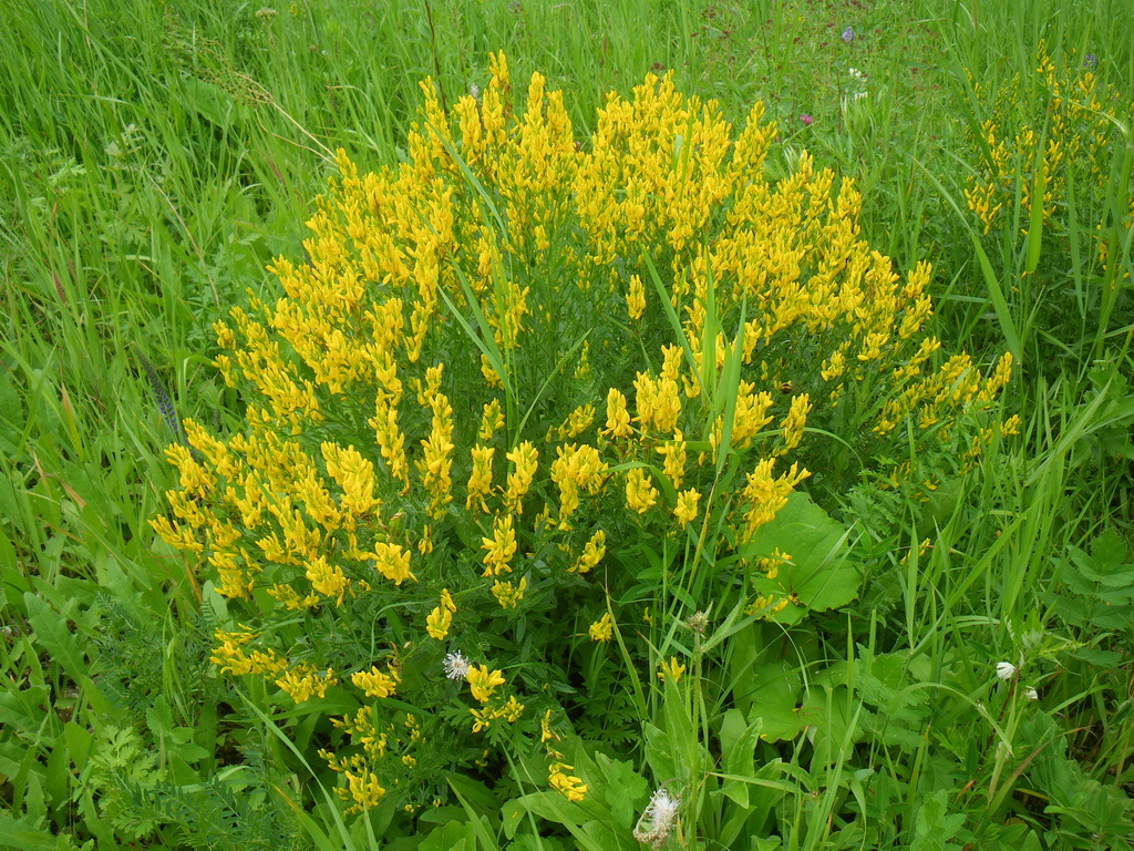 Image of Genista tinctoria specimen.