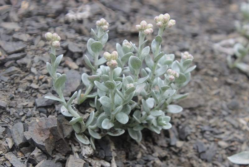 Image of Cladochaeta candidissima specimen.