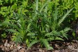 Cirsium heterophyllum. Молодые побеги. Ленинградская обл., Всеволожский р-н, окр. пос. Куйвози, садоводство, обочина дороги. 15.05.2016.