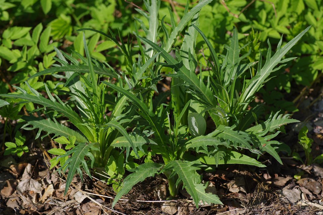 Изображение особи Cirsium heterophyllum.