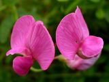 Lathyrus tuberosus. Цветки. Свердловская обл., окр. г. Североуральск, опушка сосново-елового леса. 04.08.2007.