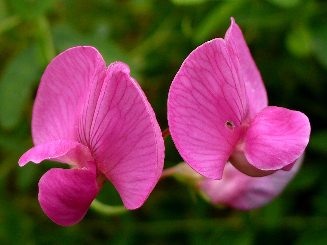 Изображение особи Lathyrus tuberosus.