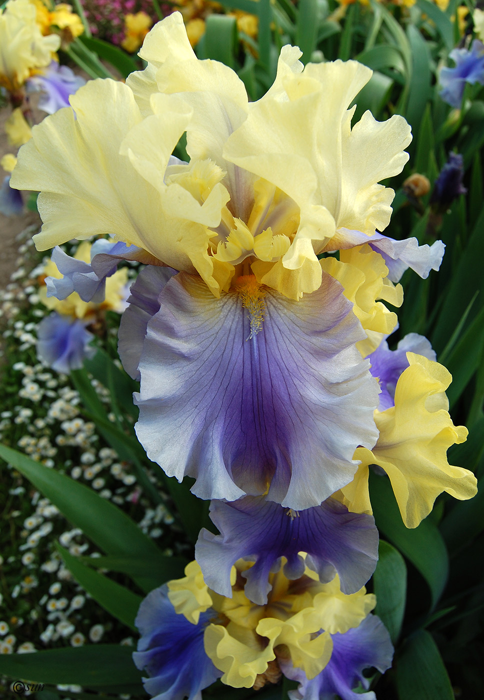 Image of Iris &times; hybrida specimen.