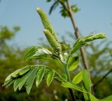 Amorpha fruticosa