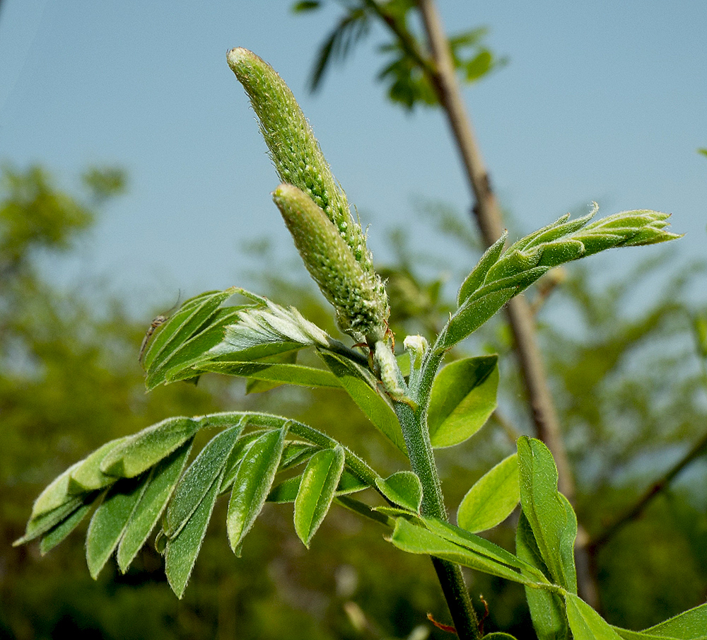 Изображение особи Amorpha fruticosa.