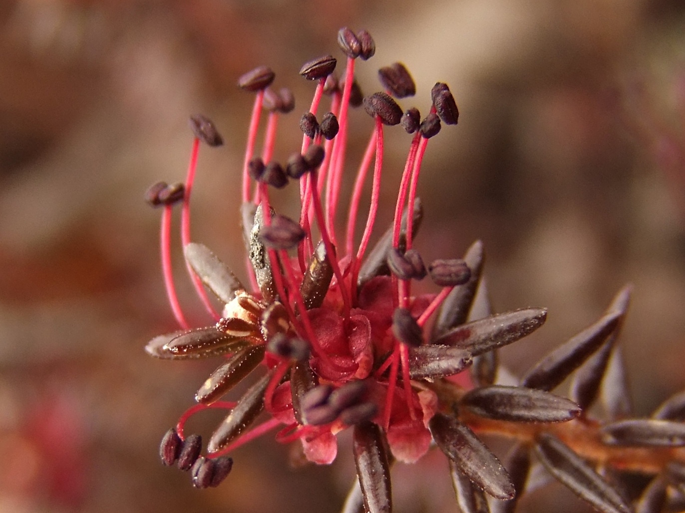 Image of Empetrum nigrum specimen.