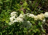 Spiraea hypericifolia