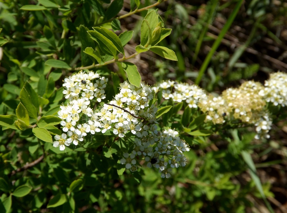 Изображение особи Spiraea hypericifolia.