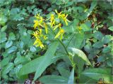 Senecio ovatus