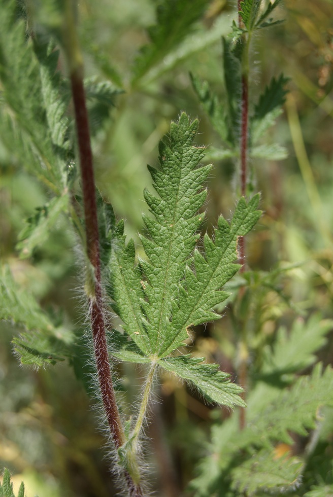 Изображение особи Potentilla recta.