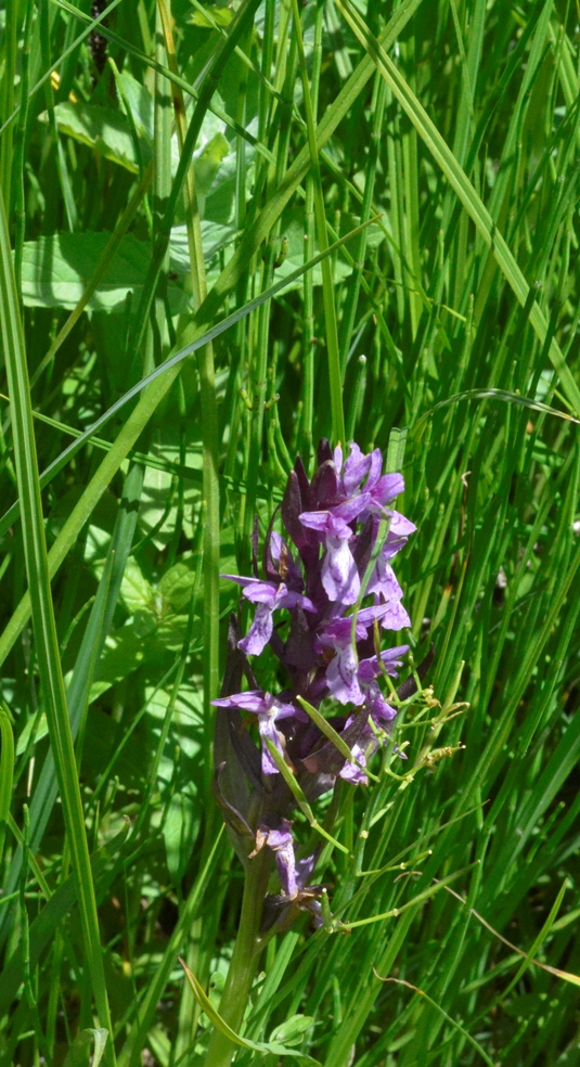 Image of genus Dactylorhiza specimen.