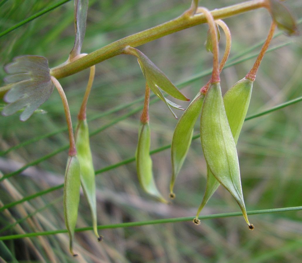 Image of Corydalis solida specimen.