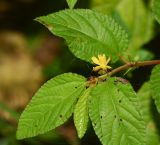 genus Corchorus. Верхушка побега с цветком. Таиланд, о-в Пхукет, курорт Ката, край леса у дороги вдоль канала. 12.01.2017.