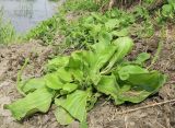 Plantago uliginosa