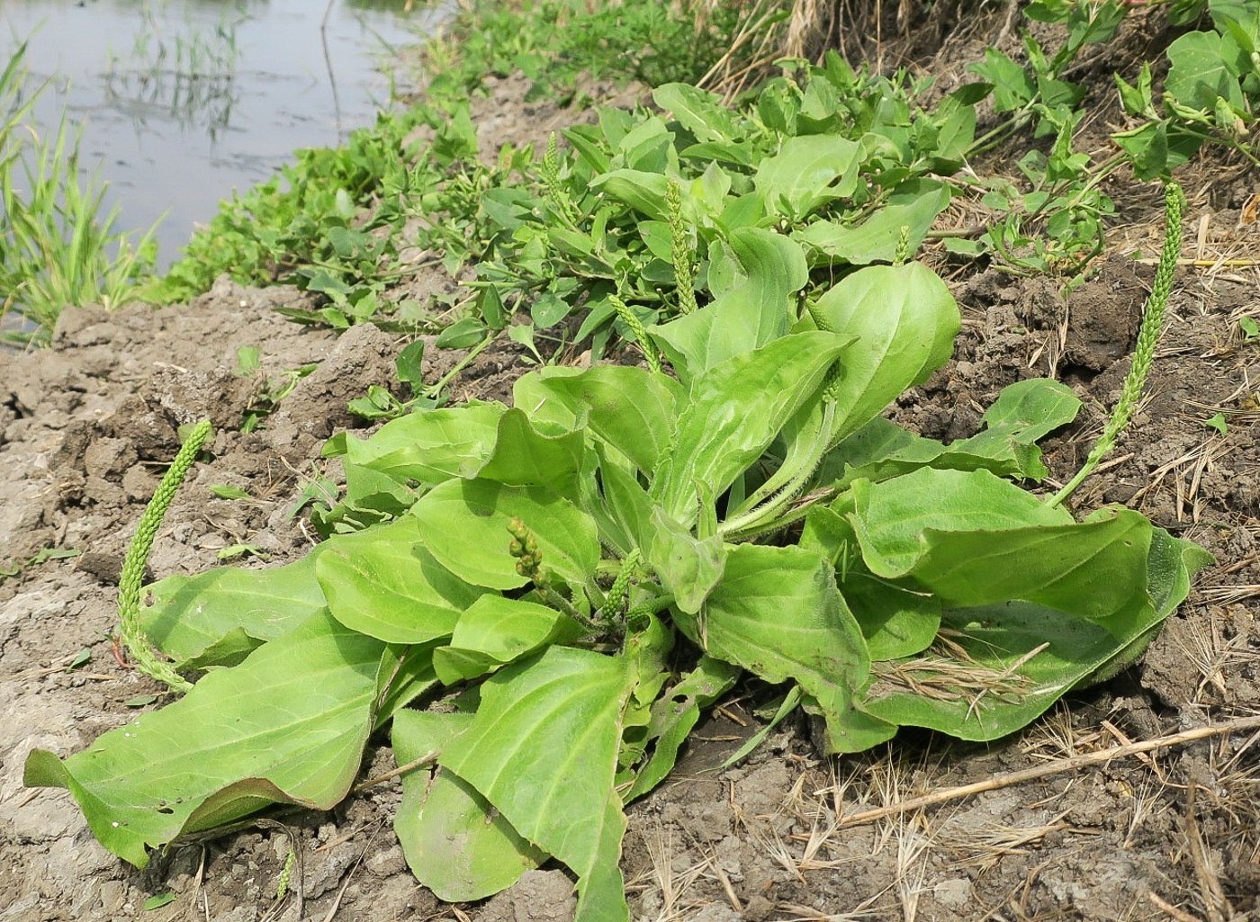 Изображение особи Plantago uliginosa.