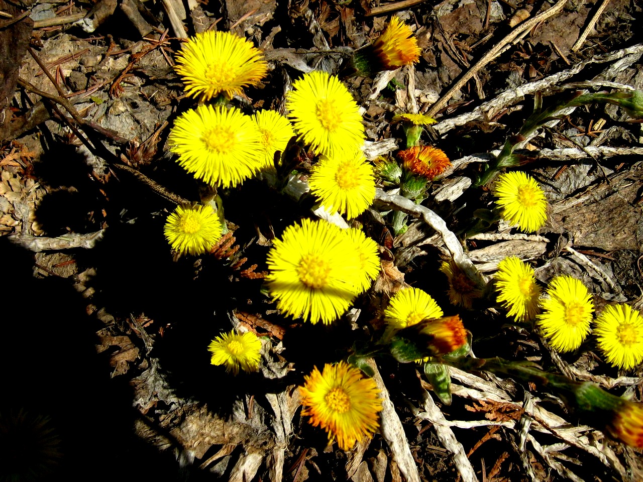 Image of Tussilago farfara specimen.