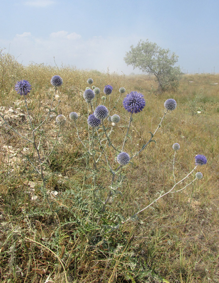 Изображение особи Echinops ruthenicus.