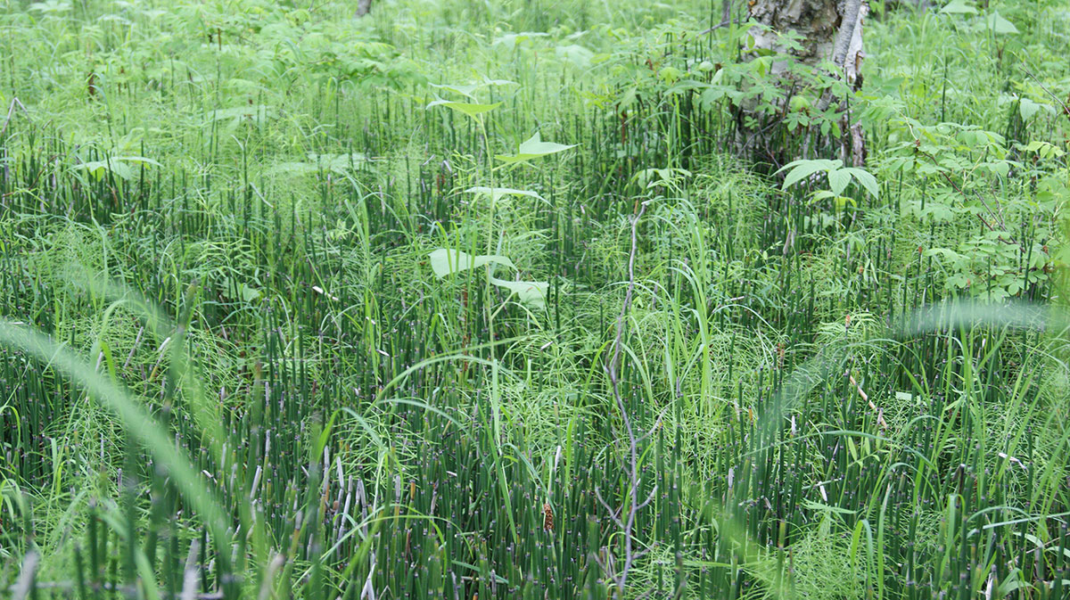 Изображение особи Equisetum hyemale.