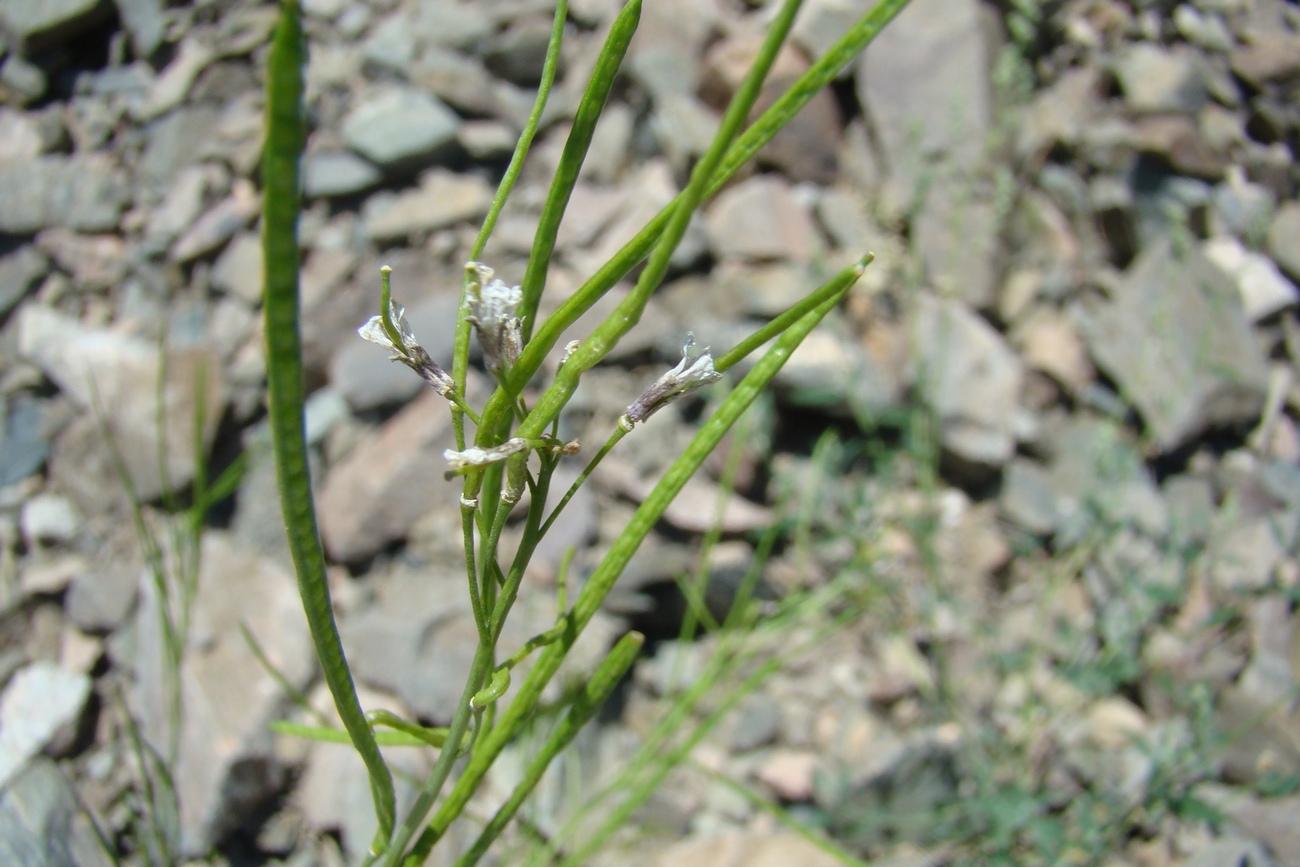 Image of Iljinskaea planisiliqua specimen.