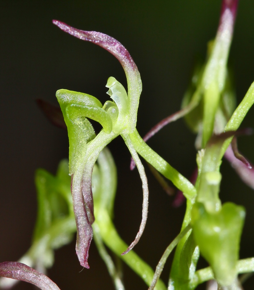 Image of Liparis krameri specimen.