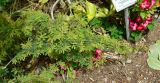 Calliandra californica