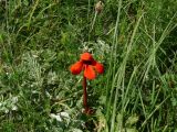 Phelypaea coccinea